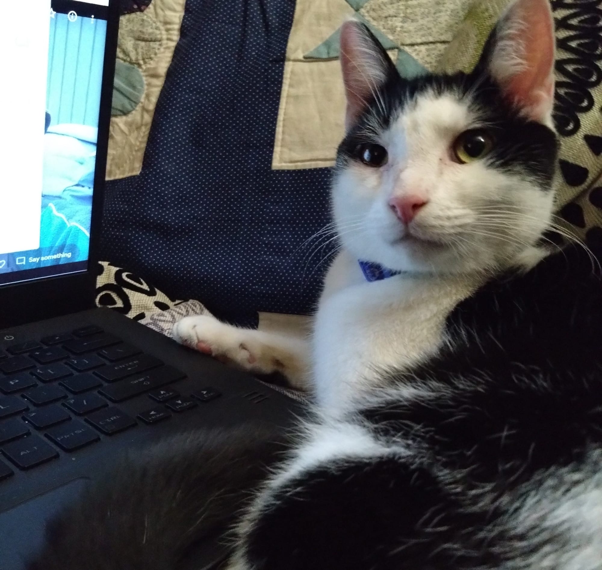 A black and white cat sitting next to a laptop